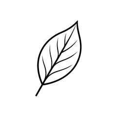 Simple outline drawing of leaf on transparent background
