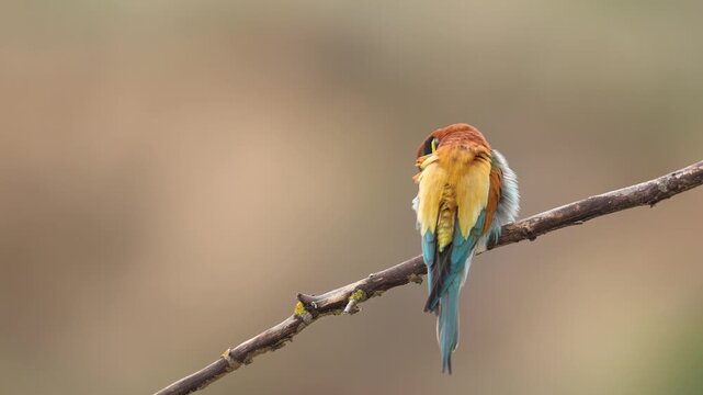 European Bee-Eater Merops apiaster perched on branch near breeding colony. Wildlife scene of Nature in Northern Poland - Europe, summer time