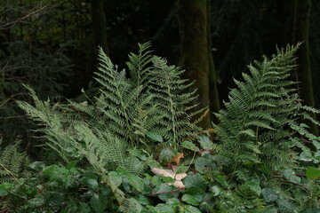 Grüne satte Farne in freier Natur und im Wald