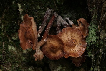 Hängende Gärten im Wald, herbstliche, pilze, herbst, p