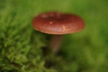 Pilze in freier Natur mit lebendiger Umgebung aus Moosen und Pflanzen 