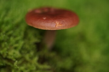 Pilze in freier Natur mit lebendiger Umgebung aus Moosen und Pflanzen 