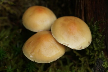 Pilze in freier Natur mit lebendiger Umgebung aus Moosen und Pflanzen 