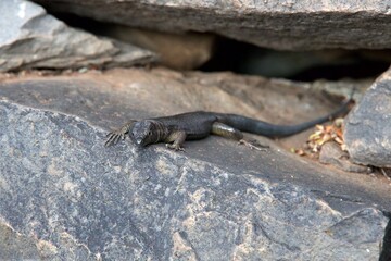 closeup of a lizard