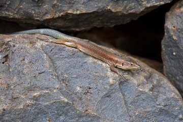 closeup of a lizard