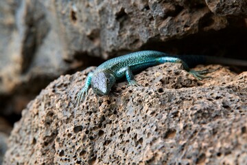 closeup of a lizard