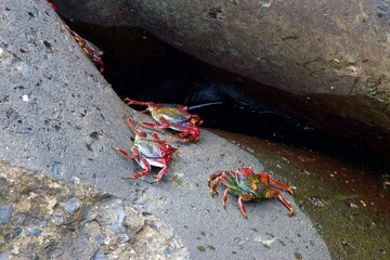 closeup of crabs