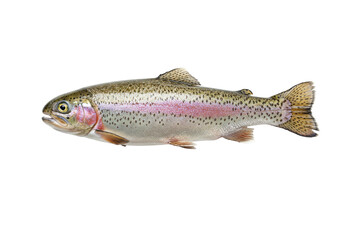 Isolated Rainbow Trout Fish, a colorful freshwater salmonid, on a clean backdrop for a commercial use