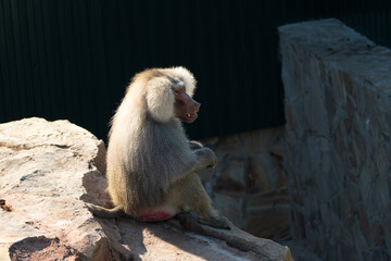 Baboon Zoo Enclosure Rock Sitting - A baboon sits on a rock in a zoo enclosure.
