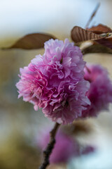 Pink Flowers with Warm Sunlight