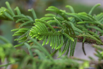 Beautiful Dacrydium cupressinum tree in garnden