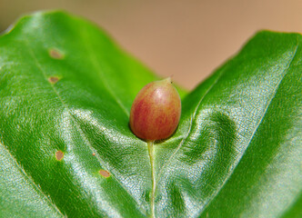 Buchengallmücke (Mikiola fagi)