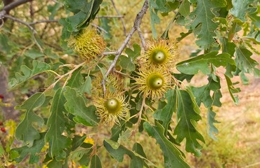 photos of natural fruits and a variety of acorns