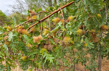 photos of natural fruits and a variety of acorns
