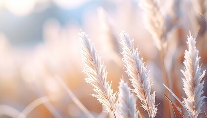 Close up view of frosty reeds in soft morning sunlight golden hour with bokeh background and dew drops on the plant fibers