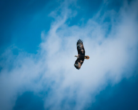 Golden eagle soaring against a cloudy blue sky bird