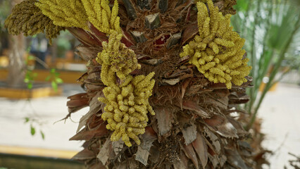 Closeup of flowering palm tree with dense yellow clusters in sunny torrevieja, spain outdoors...