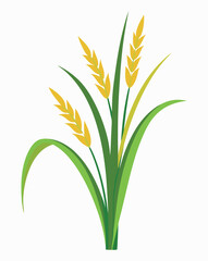 wheat ears isolated on white background