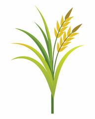 wheat ears isolated on white background