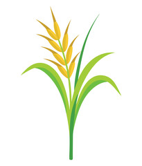 Obraz premium Agricultural Rice/Wheat Plant Illustration
