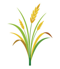 Rice and Wheat Plant Clipart Isolated on White