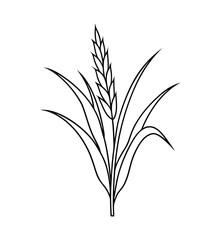 wheat ears line art isolated on white