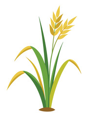 Rice or Wheat Plant Vector Illustration Isolated on White