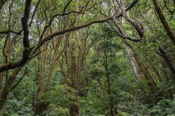 Vibrant laurel forest in Anaga Rural Park, Tenerife. Moss-covered trunks, ferns, and dense...