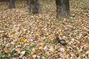Small squirrel among dry leaves in autumn forest  