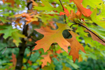 Yellow orange green autumn leaves on tree background