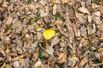 Brown and yellow autumn leaves on forest floor texture background