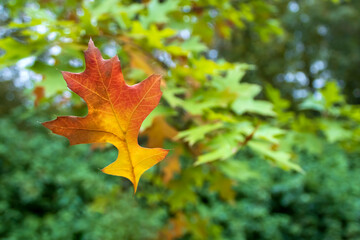 Yellow orange autumn leaf falling from maple tree