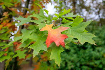 Yellow orange maple leaf among green leaves in autumn forest
