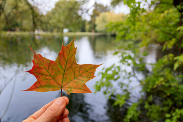 Red orange green maple leaf in hand in front of autumn pond
