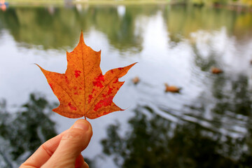 Autumn maple leaf in hand in front of pond with ducks