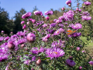 Purple asters and butterfly in front of blue sky