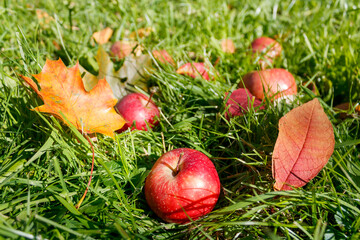 Red apples among autumn leaves on green grass