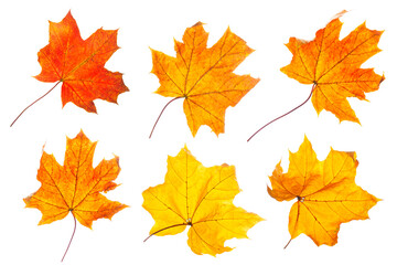 Autumn colors. Six maple leaves isolated on white background. Set.