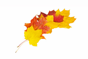  Maple foliage. Natural frame of yellow and red leaves on a white background. Autumn colors.