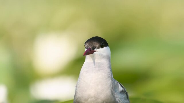 Video of a white-bearded tern on the nest