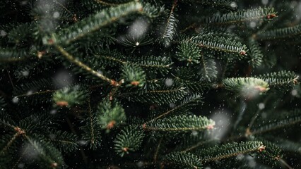 Green pine tree computer wallpaper