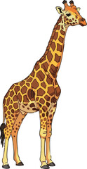 Naklejka premium Giraffe Standing Isolated on White Background Vector Illustration