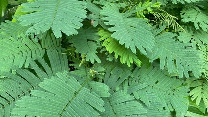 fern leaf background