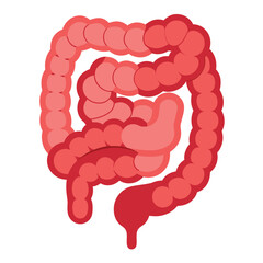 Human Intestines Vector Illustration Isolated on White