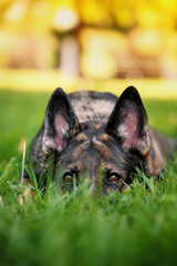 Portrait of a gray working german shepherd dog hiding in the grass