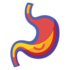 Digestive System Stomach Illustration for Medical Use