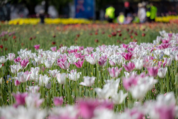 Field of blooming white and pink tulips during a spring festival with soft background. Great for floral themes, seasonal advertising, garden nature visuals.