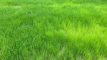 Green Rice Field with Blue Sky in Tropical Countryside