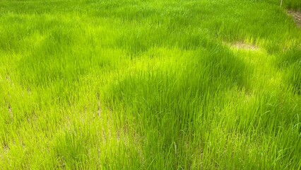 Green Rice Field with Blue Sky in Tropical Countryside