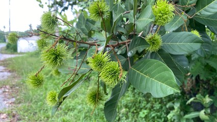 Green tree branch with chestnut leaves in summer garden